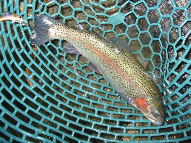 渓流釣り初心者 川釣りの種類を 釣れる魚の種類ごとに紹介 つりチケマガジン