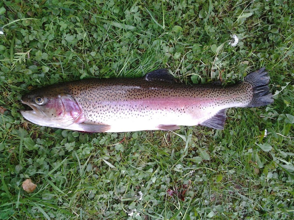 コレクション ニジマス 餌釣り リール 290814-ニジマス 餌釣り リール - 290eeDca Rainbow Trout 340352 1920 1024x768