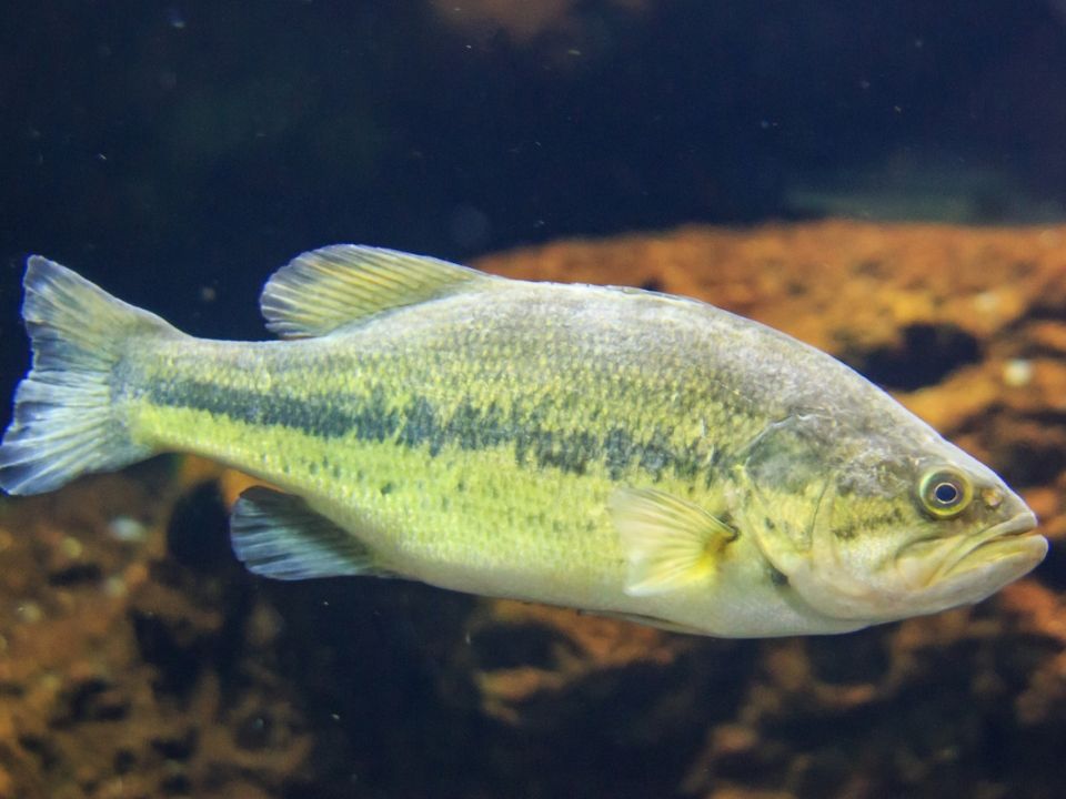 ブラックバスの生態系への影響は 生態についても詳しく解説 つりチケマガジン