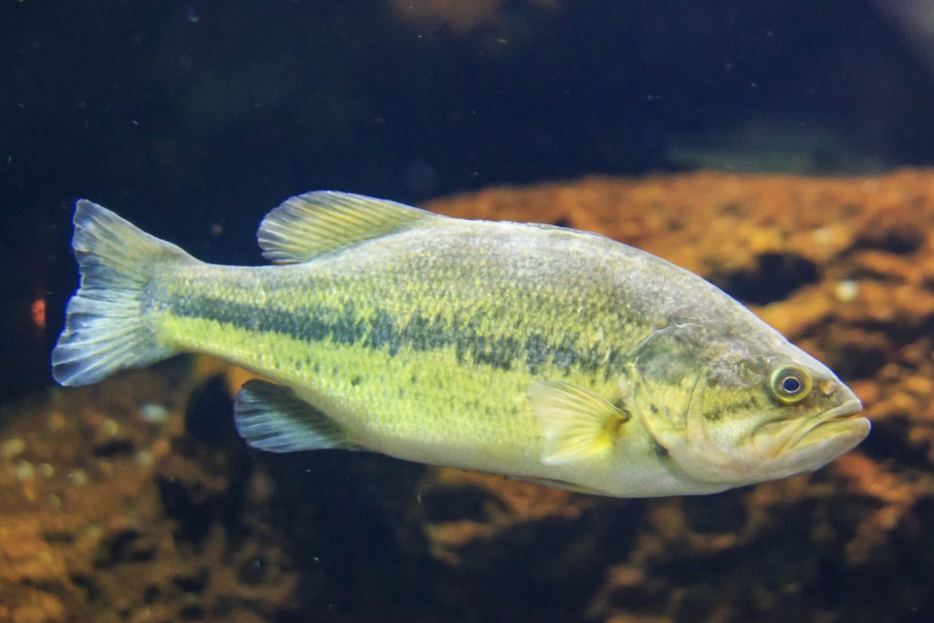 ブラックバスの生態系への影響は 生態についても詳しく解説 つりチケマガジン