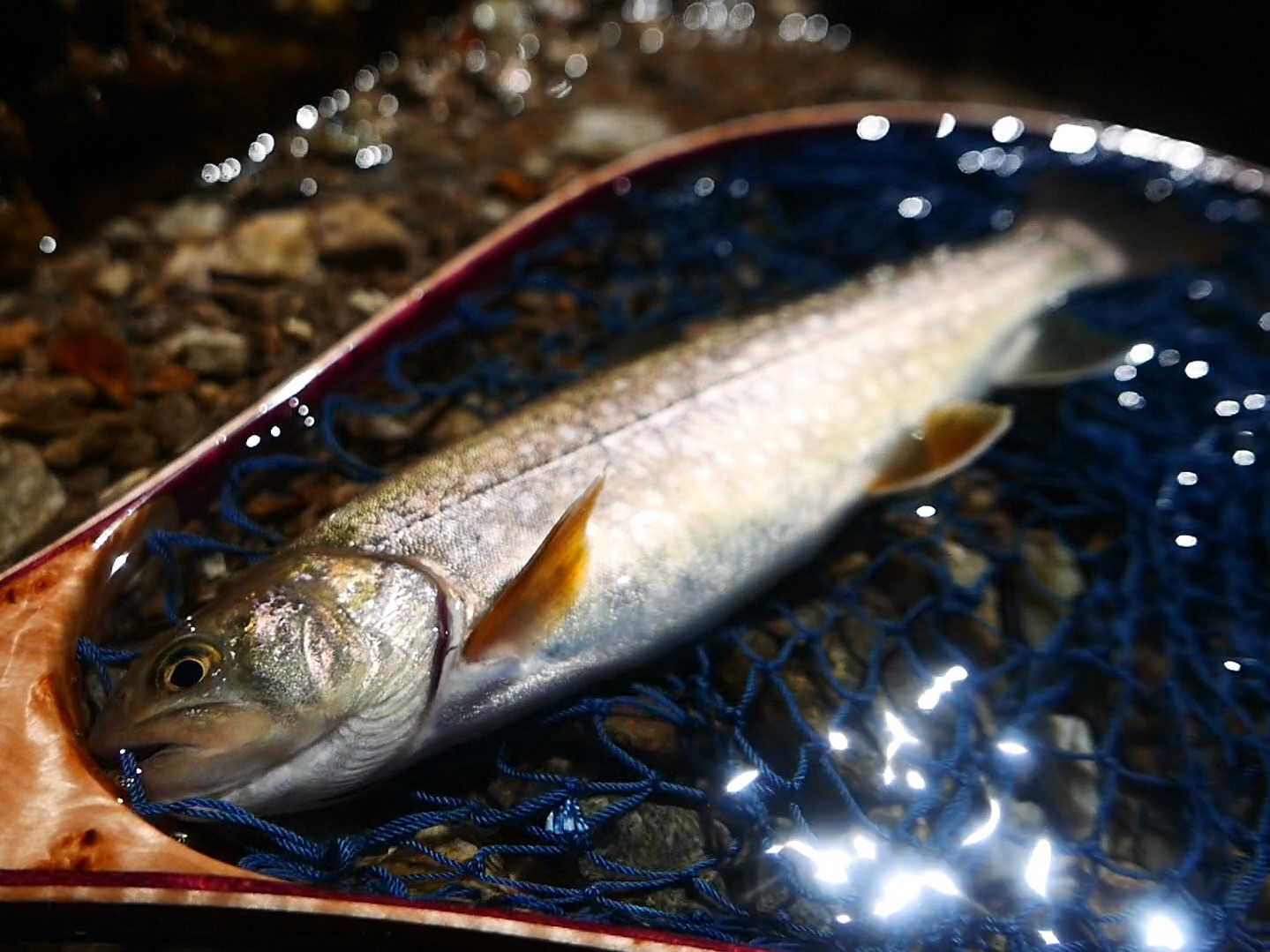 イワナの渓で泣き尺イワナ 庄川水系へのテンカラ釣行 つりチケマガジン