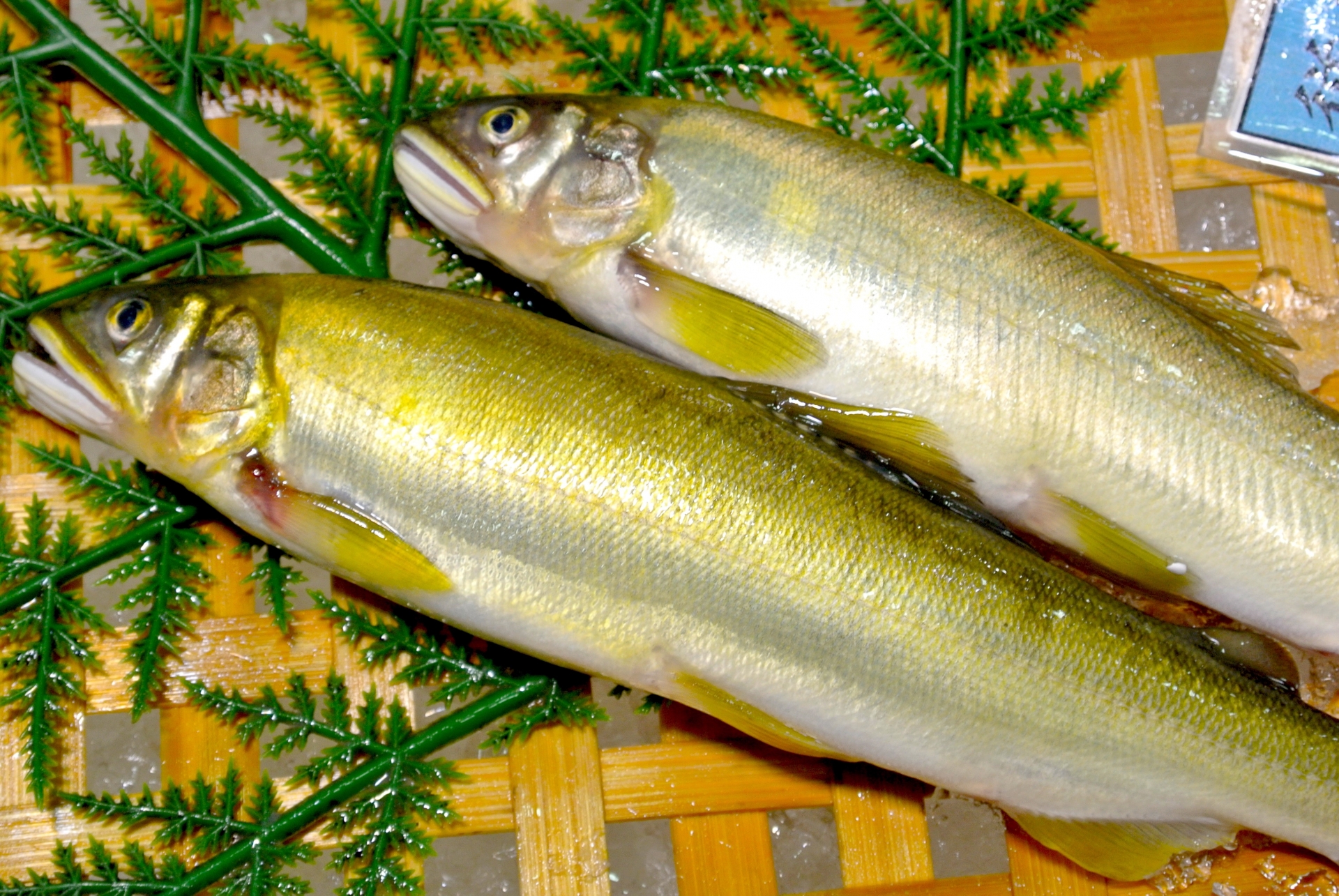 夏の風物詩 鮎 ってどんな生態 つりチケマガジン