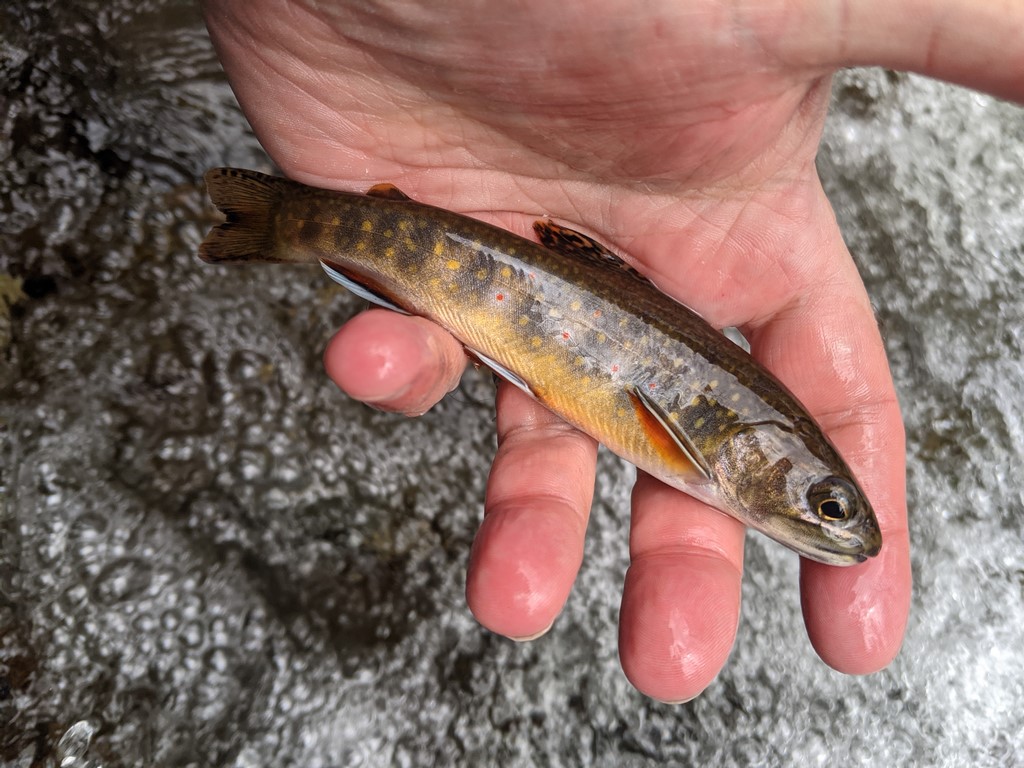 ノースカロライナ州西部のカワマス つりチケマガジン