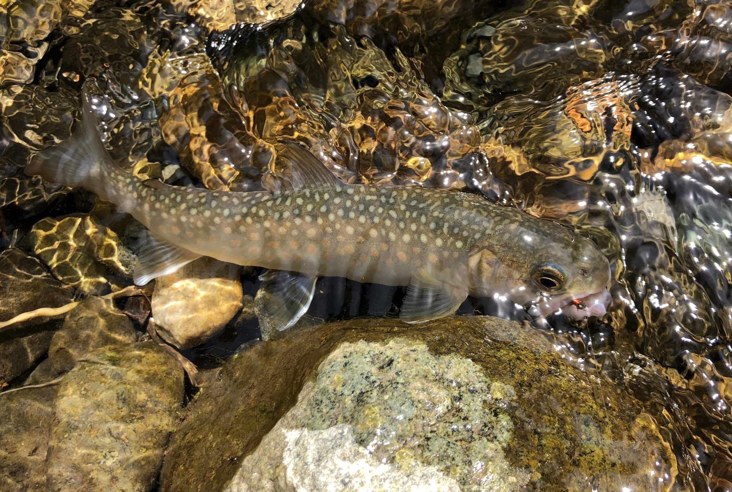 渓流魚を殖やすための当面の方策 - つりチケマガジン