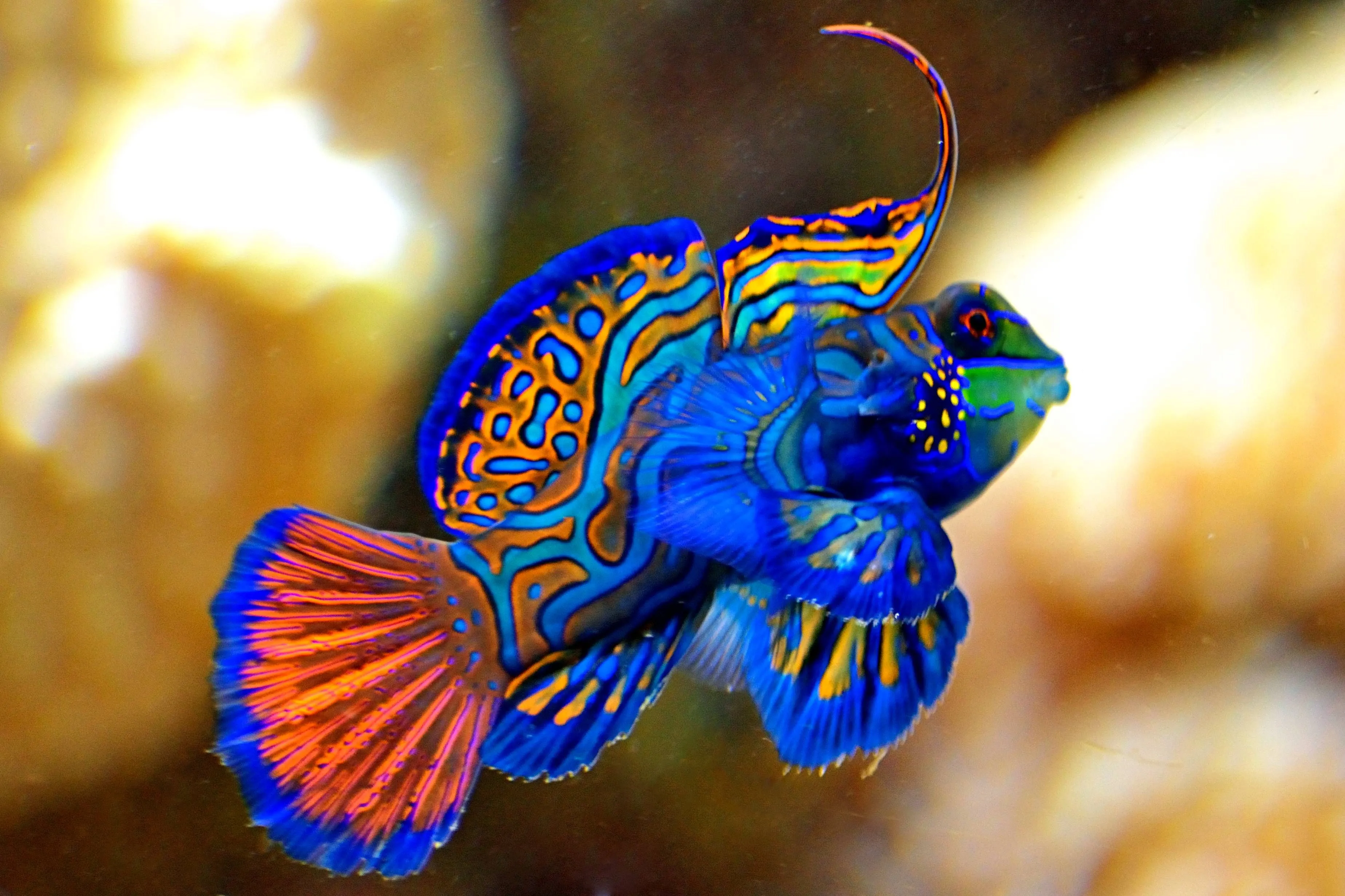 Discover 500+ Species