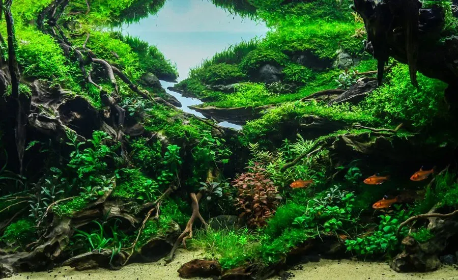 Beautiful aquascape with lush green plants and clear water