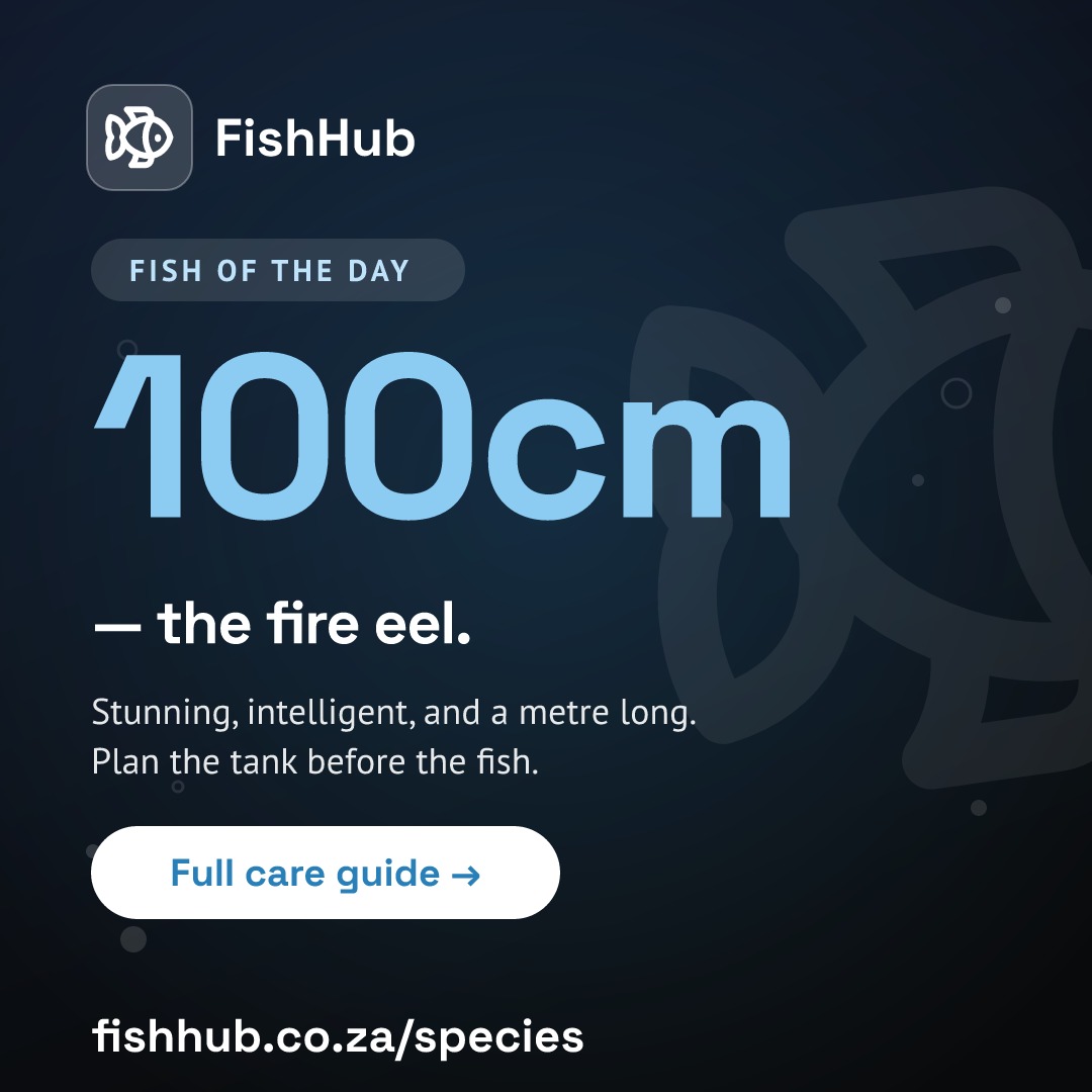 fire-eel