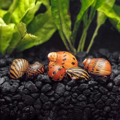 Tiger Nerite Snail