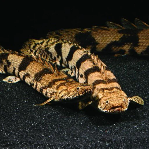 Endlicheri Bichir