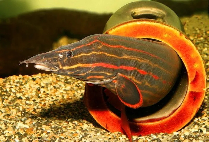 Fire Eel