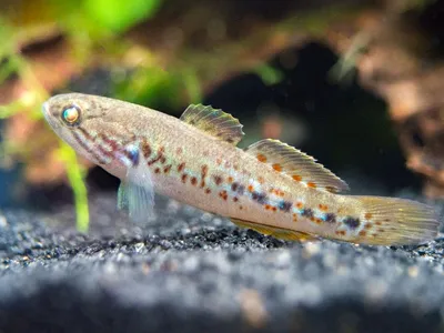 Violet Goby
