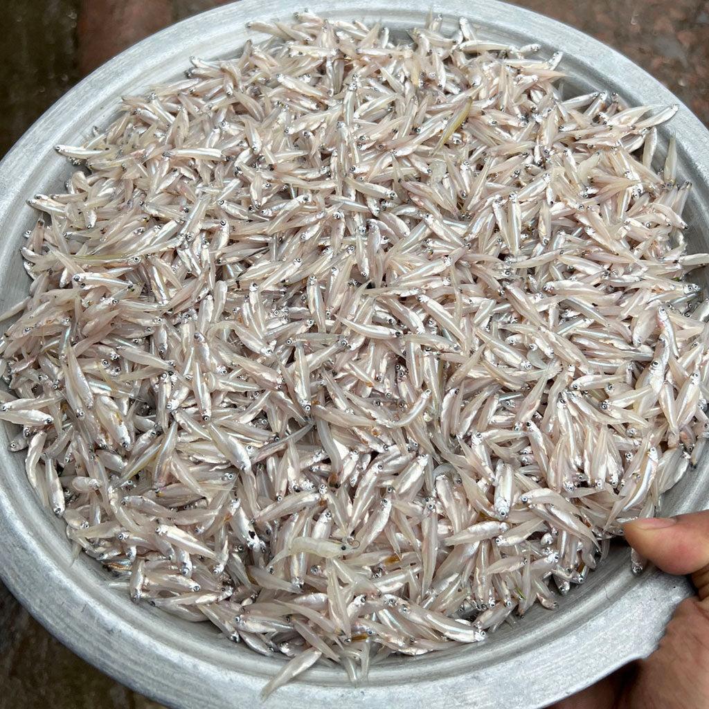কাচকি মাছ (পদ্মা নদীর) - রেডি টু কুক at Fishora