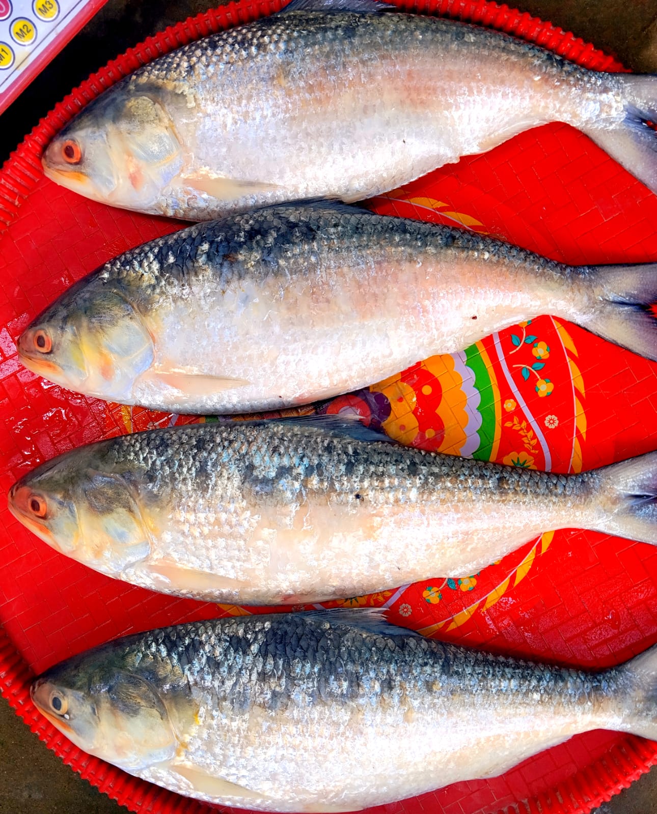Hilsa Fish  Whole (900g+ Siz at Fishora