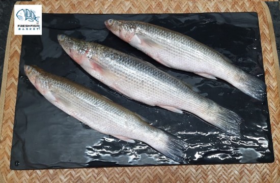 খোশল্লা মাছ at Fishora