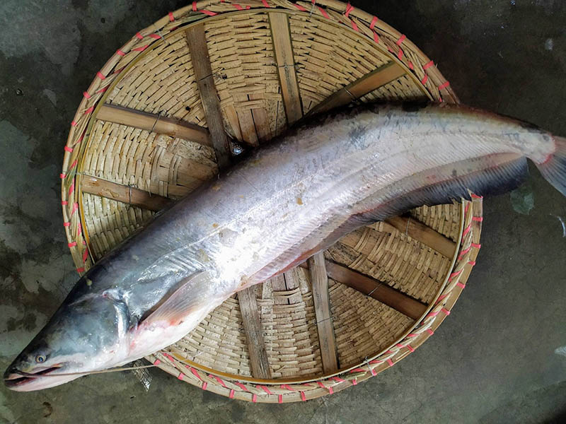 বোয়াল মাছ (যমুনা নদীর) at Fishora
