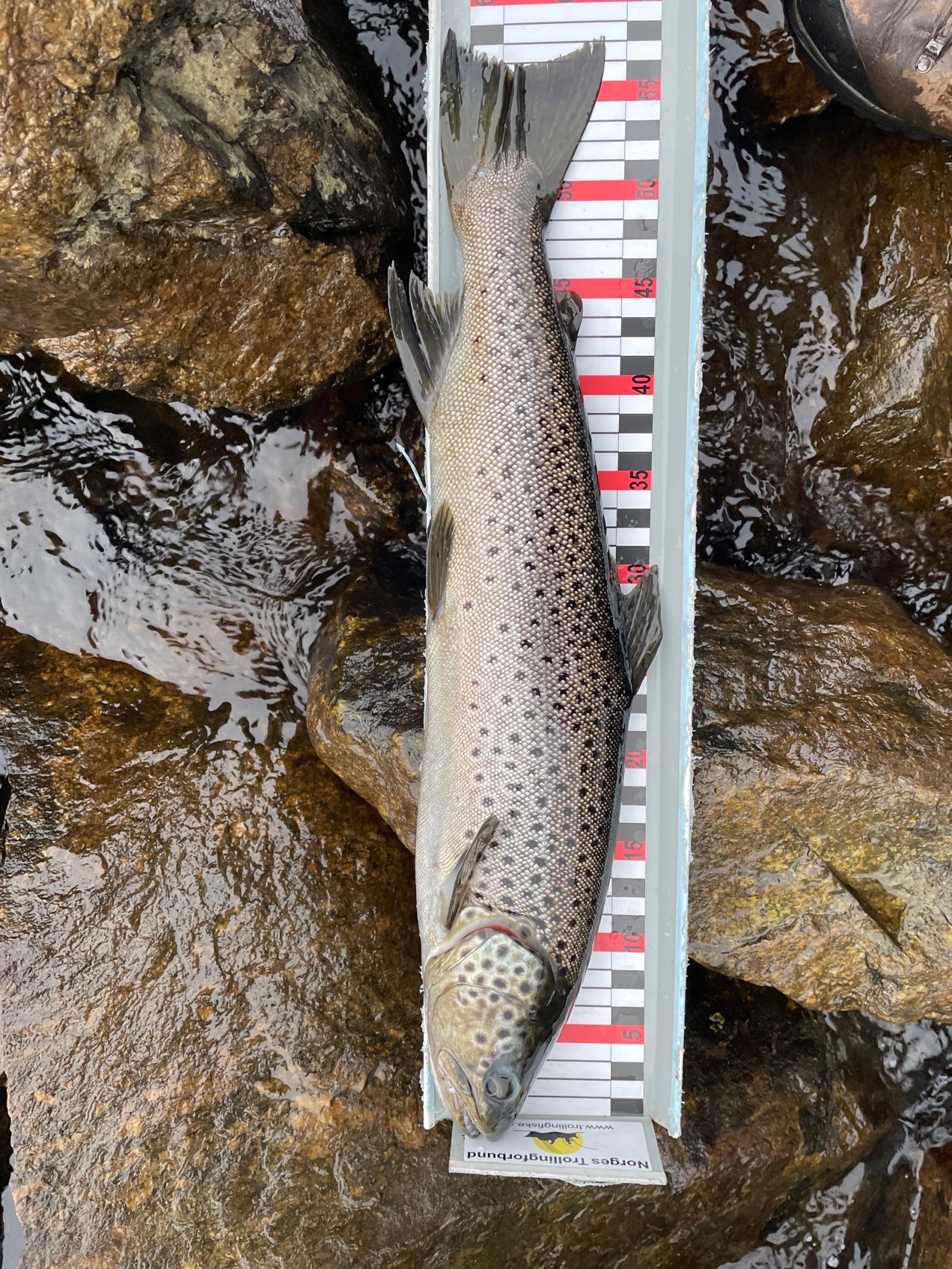 55 poäng fångad av Edvin Karlsen i Trout Open Norway