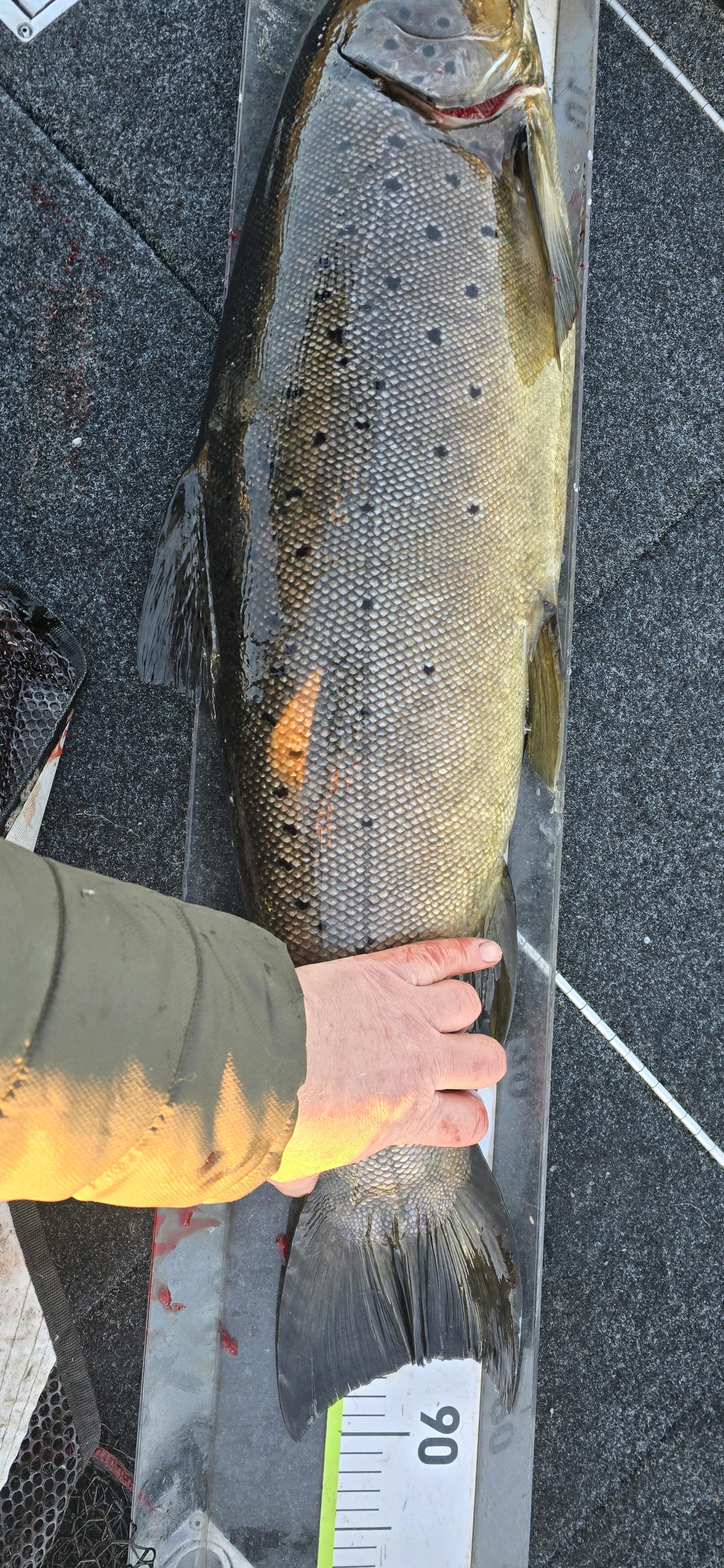 80 poäng fångad av Roar Grønås i Trout Open Norway