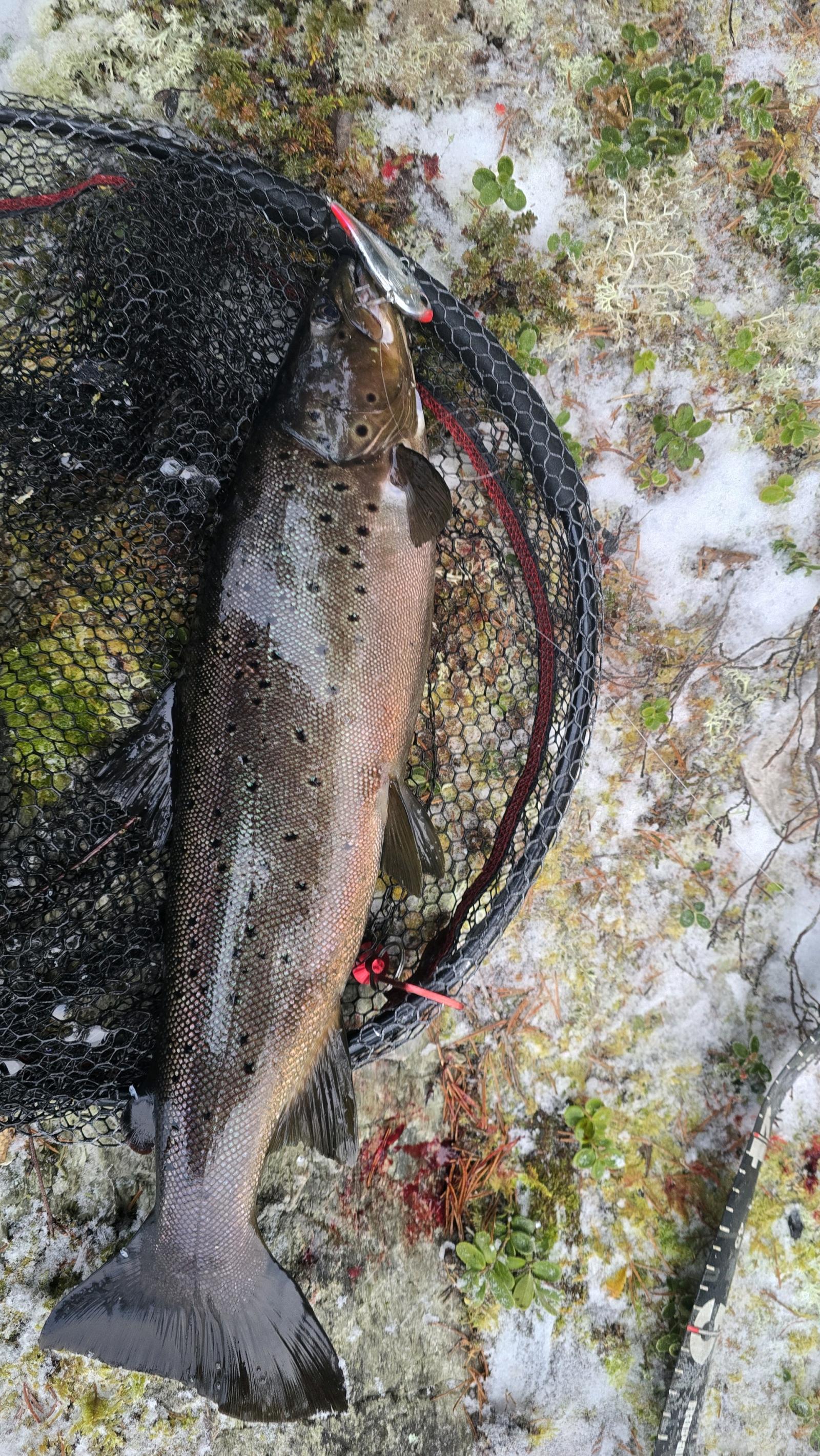 57 poäng fångad av Inge Rønning i Trout Open Norway