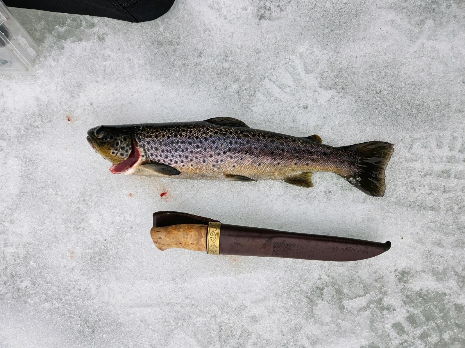 33 poäng fångad av Charlotte Brennsæter i Trout Open Norway