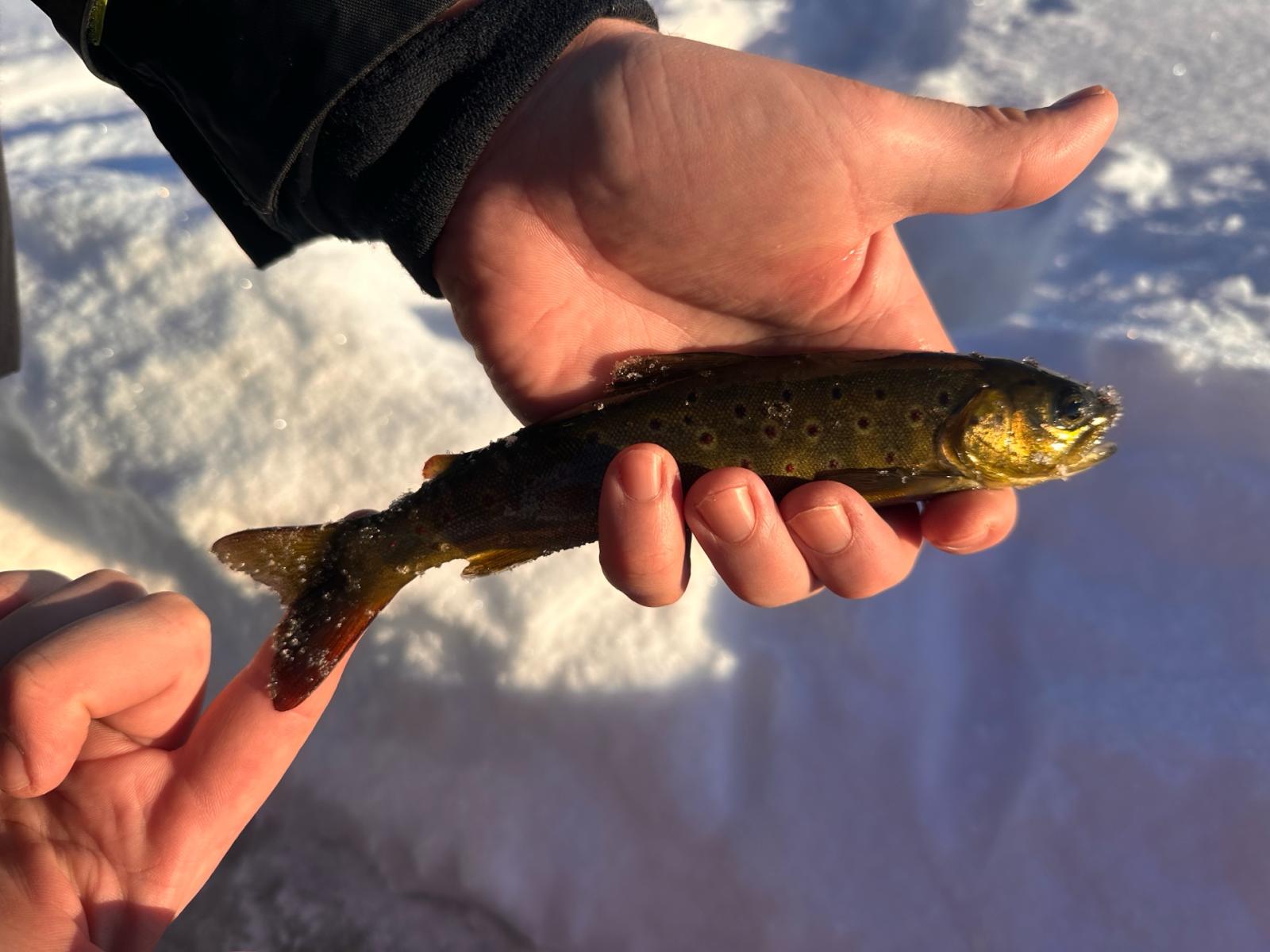 19 poäng fångad av Frode Engseth i Trout Open Norway