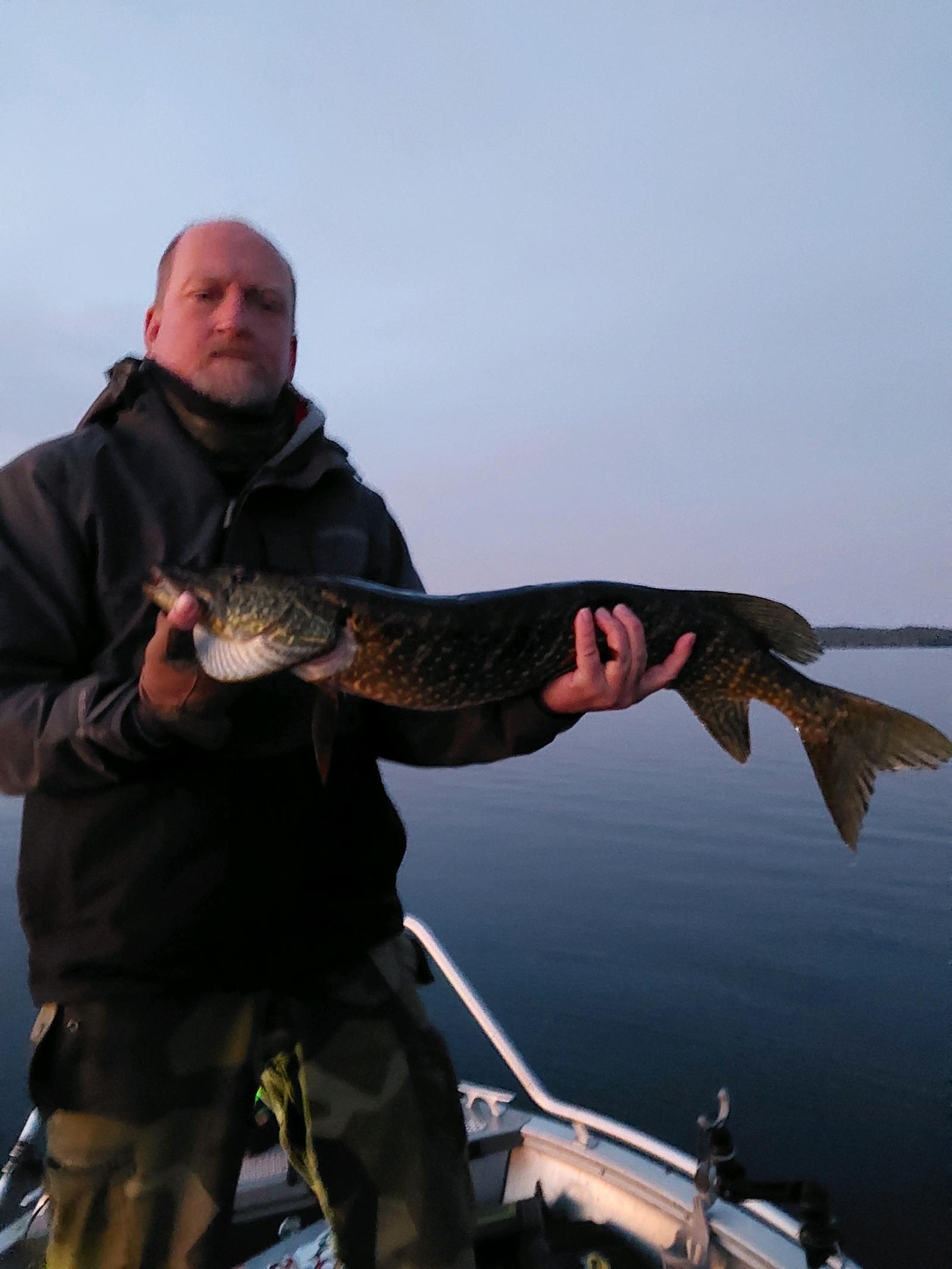 Gädda 87 <span translate=no class=notranslate data-no-translation>Poäng</span> fångad av Olle Karlén,Patrik Ellemyr,Magnus Gester (Cobra haj) i Pike & Perch 2,5 Challenge 2025