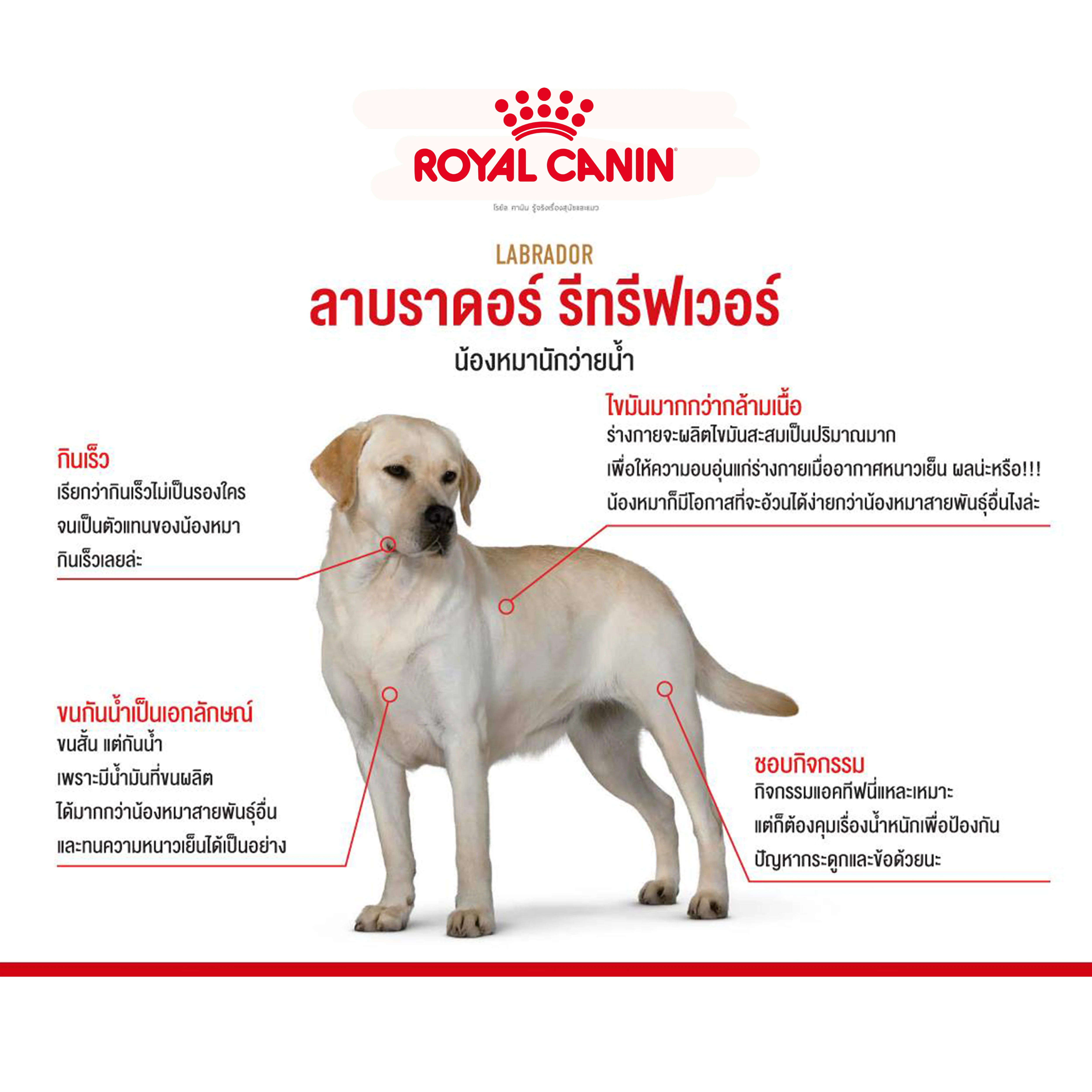 ROYAL CANIN Labrador Retriever Adult อาหารเม็ดสำหรับสุนัขโตพันธุ์ลาบราดอร์รีทรีฟเวอร์