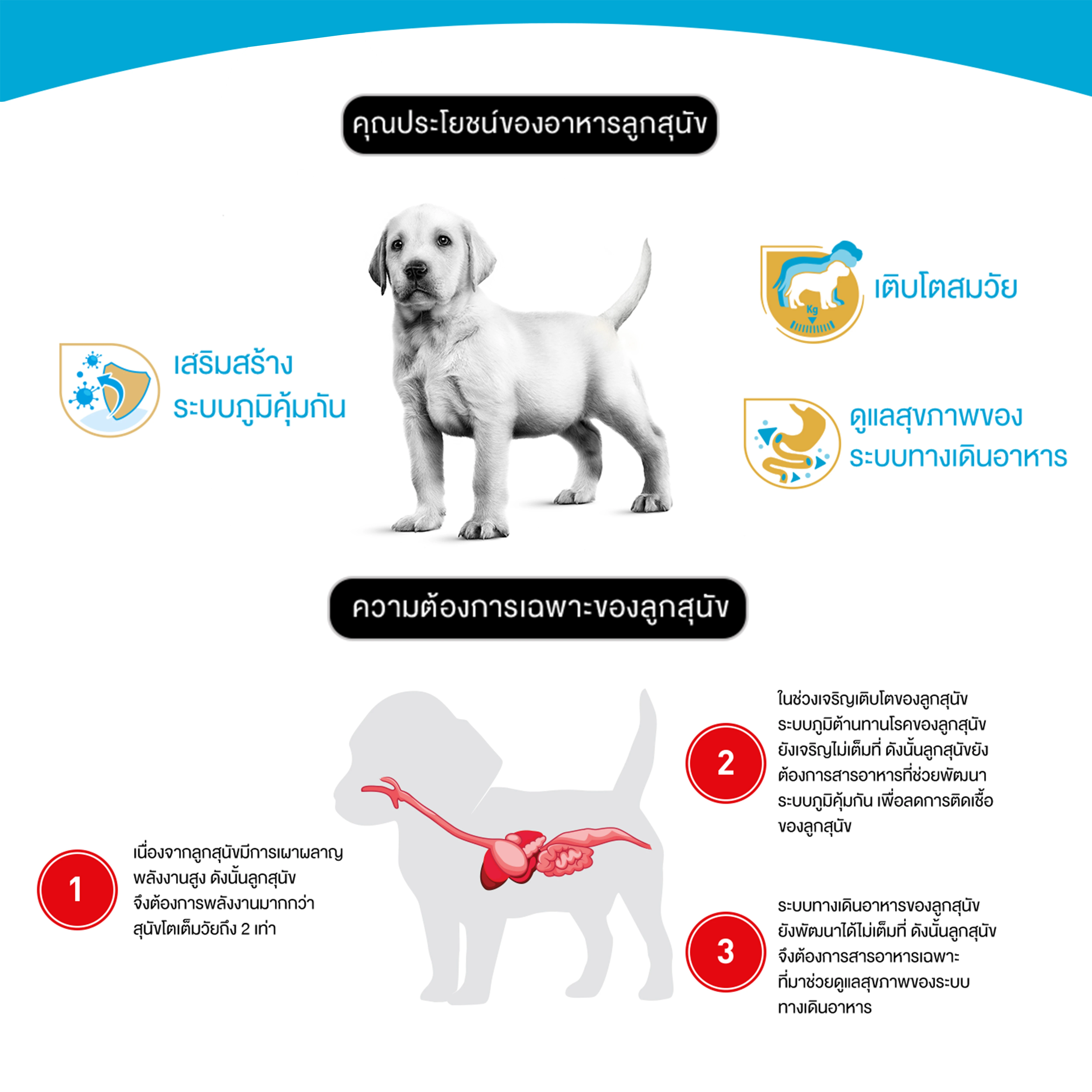 ROYAL CANIN Labrador Retrieve Puppy อาหารเม็ดสำหรับลูกสุนัขพันธุ์ลาบราดอร์รีทรีฟเวอร์