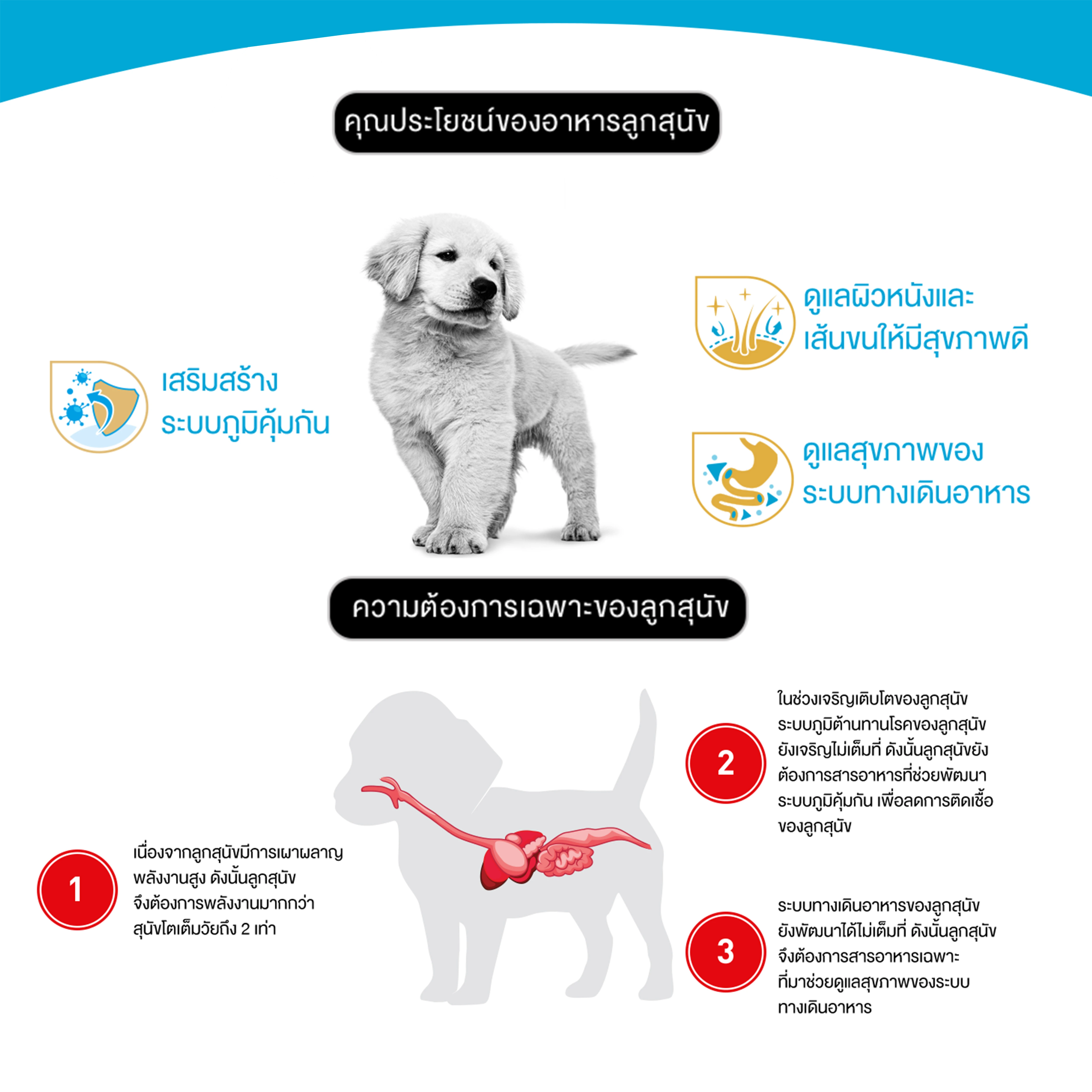 ROYAL CANIN Golden Retriever Puppy อาหารเม็ดสำหรับลูกสุนัขพันธุ์โกลเด้นรีทรีฟเวอร์