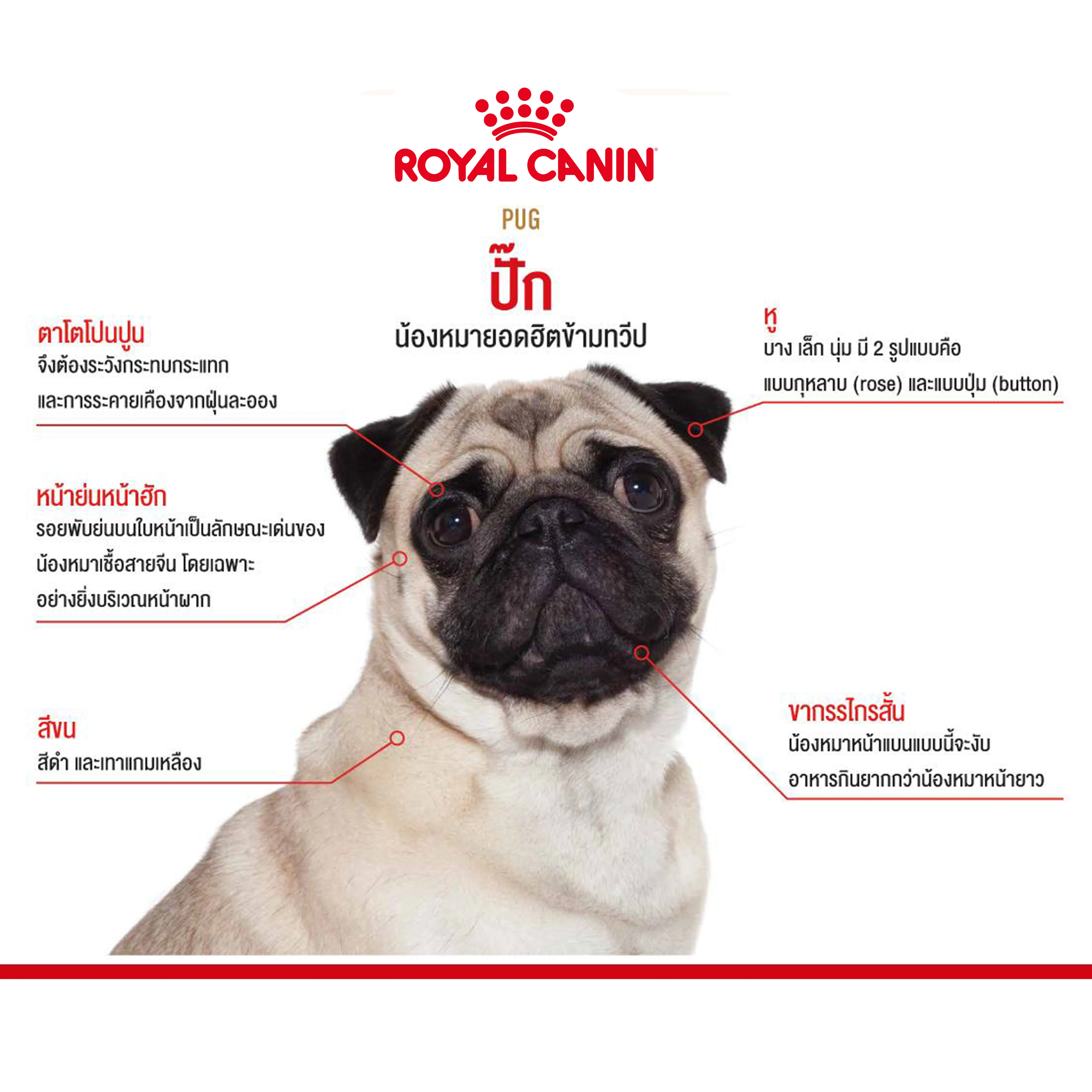 ROYAL CANIN Pug Adult อาหารเม็ดสำหรับสุนัขโตพันธุ์ปั๊ก