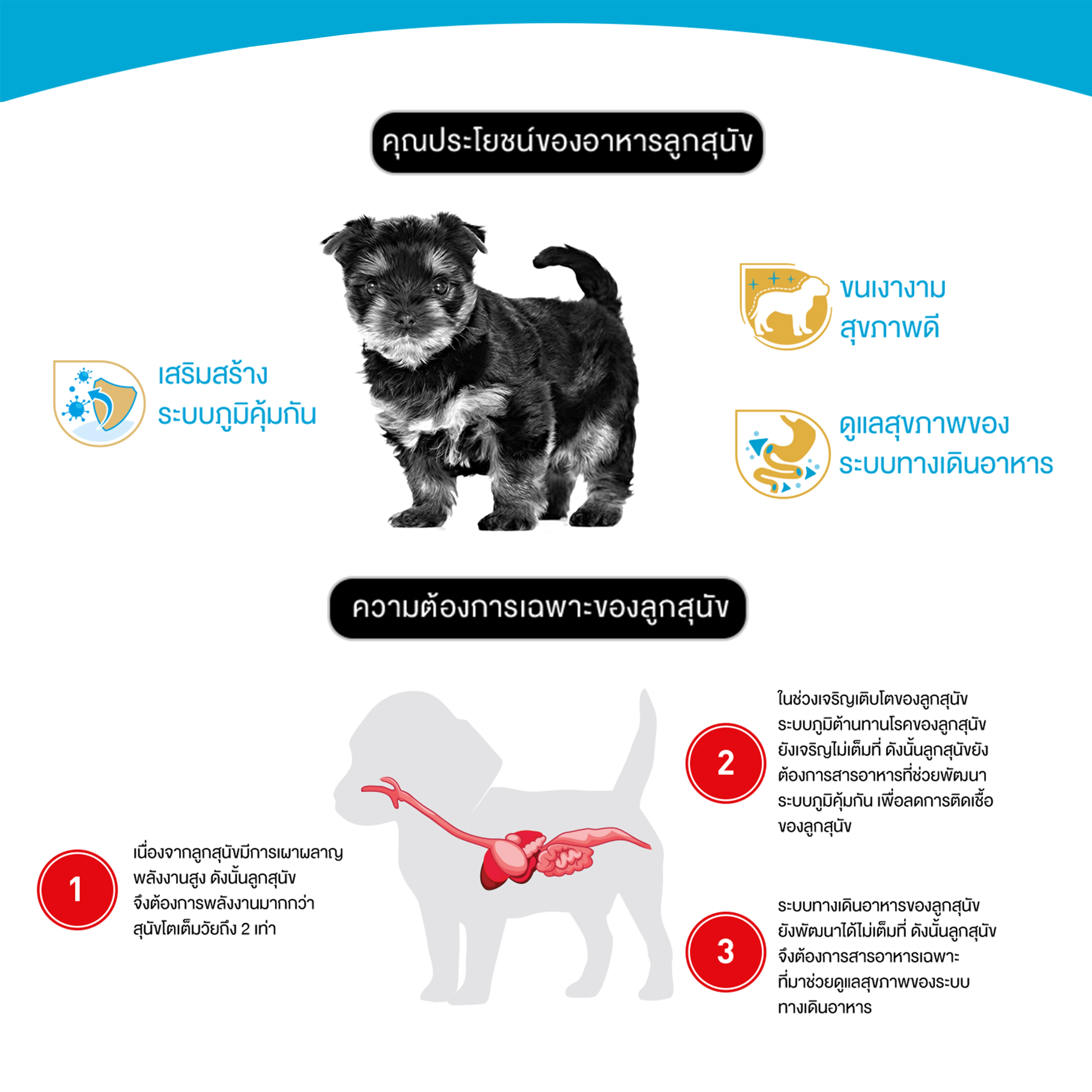 ROYAL CANIN Yorkshire Terrier Puppy อาหารเม็ดสำหรับลูกสุนัขพันธุ์ยอร์คไชร์เทอร์เรีย