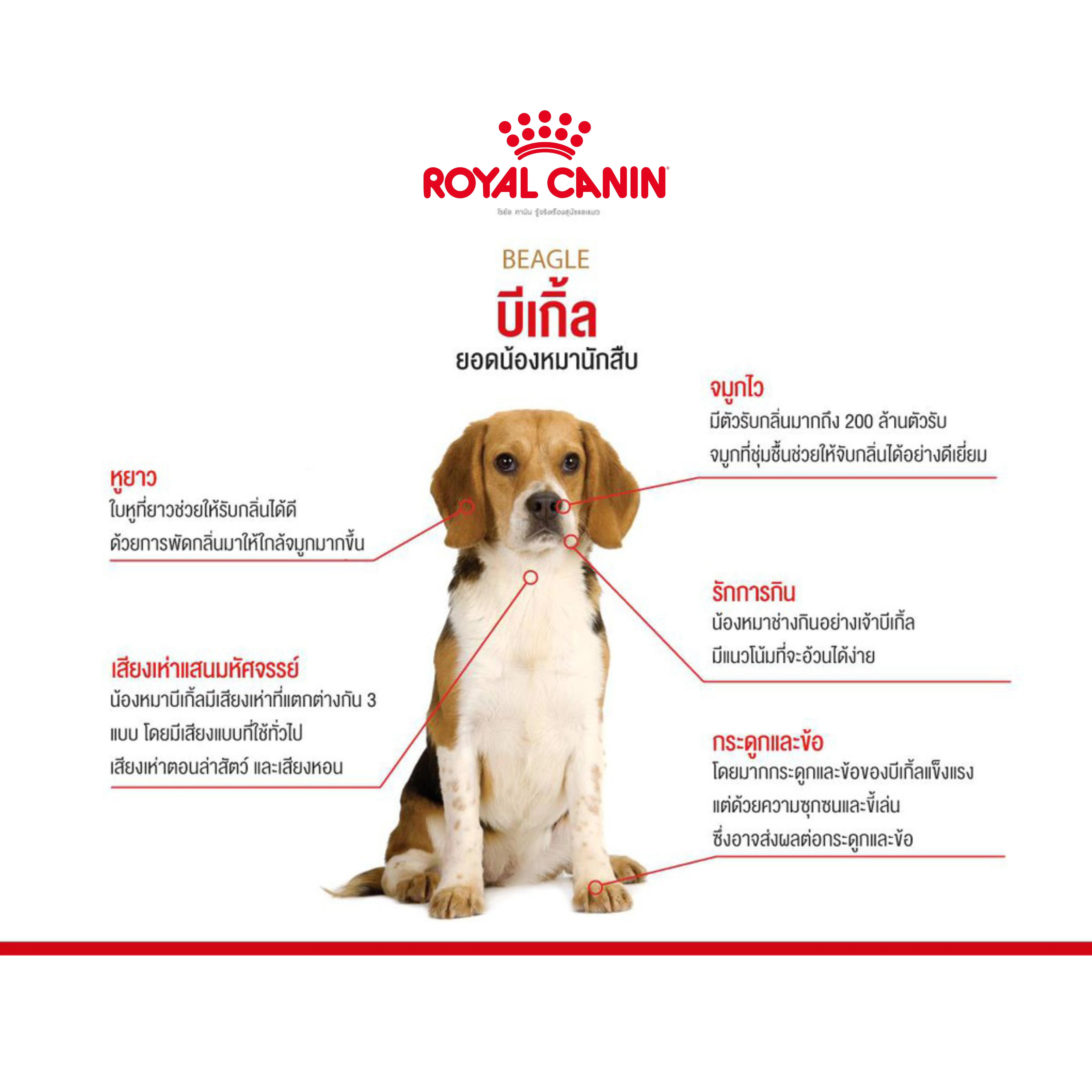 ROYAL CANIN Beagle Adult อาหารเม็ดสำหรับสุนัขโตพันธุ์บีเกิ้ล