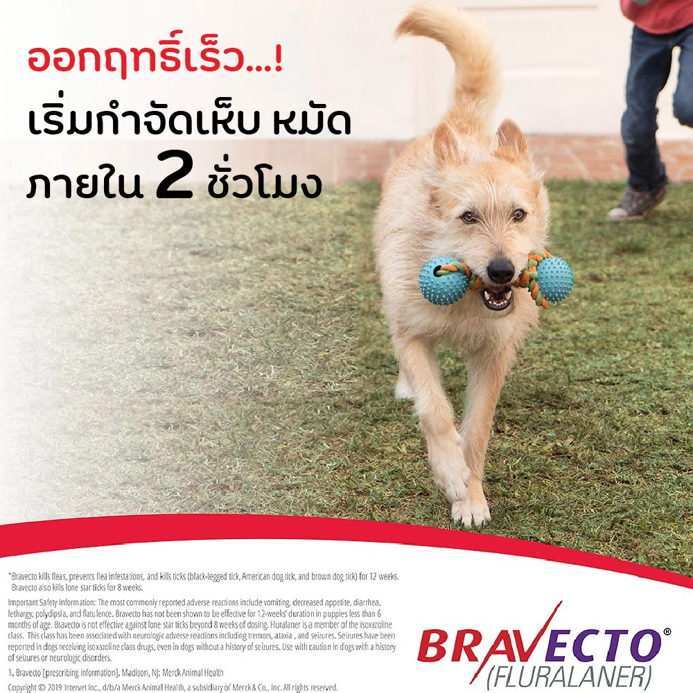 Bravecto ยากิน ป้องกันเห็บ หมัด สำหรับสุนัข