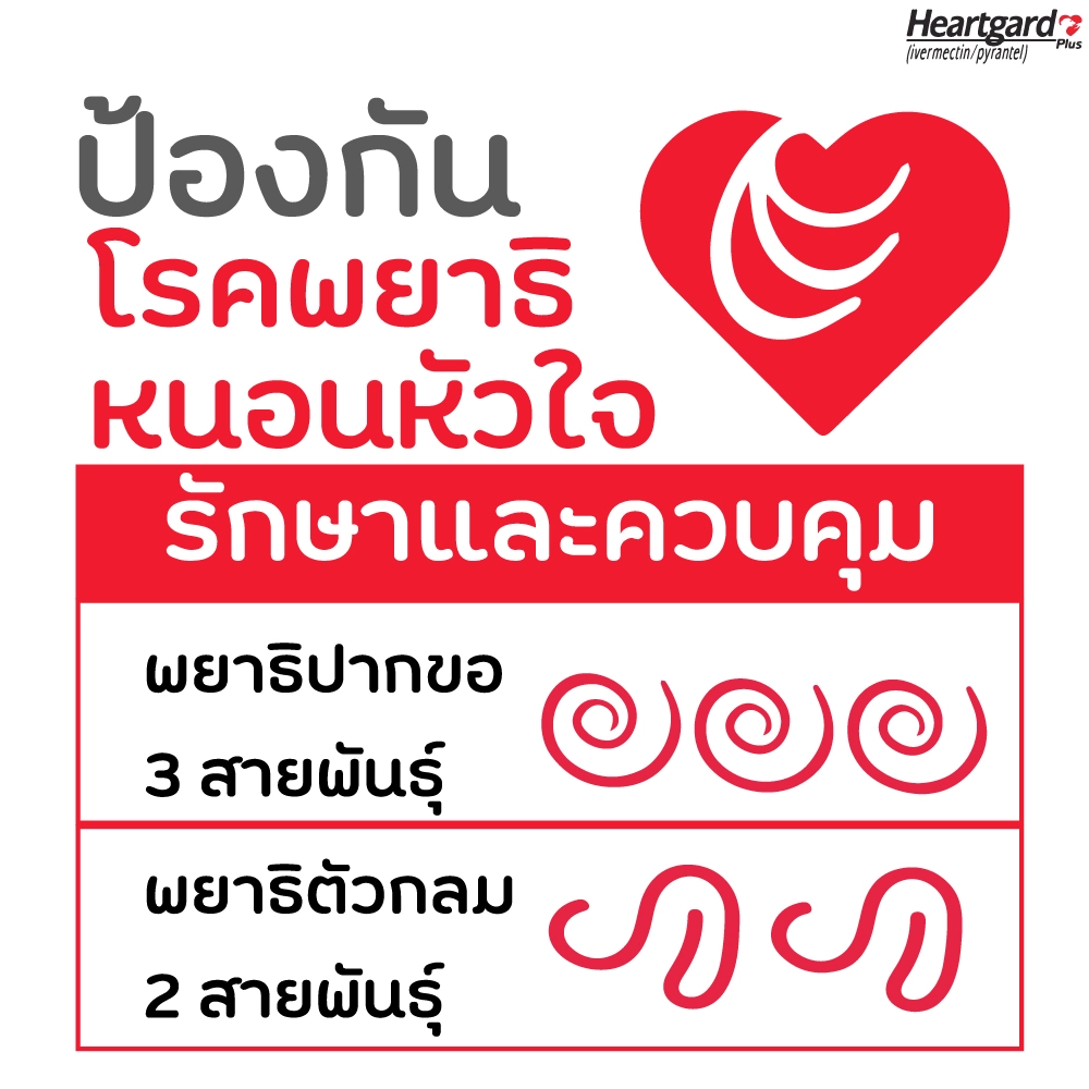 Heartgard Plus ยากินป้องกัน เห็บหมัด / พยาธิตัวกลม พยาธิปากขอ และพยาธิหัวใจ