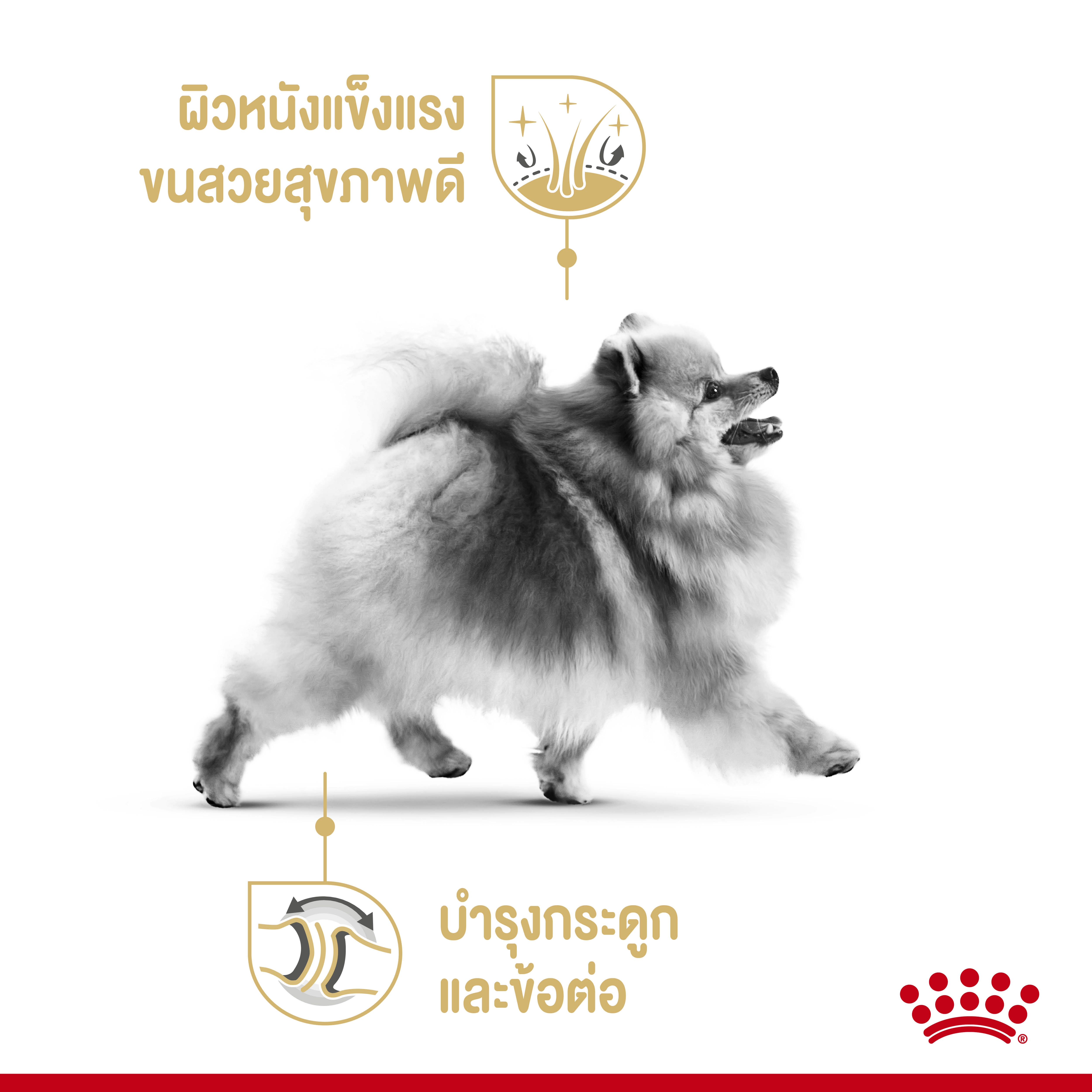 Royal Canin Pomeranian Adult อาหารเม็ดสำหรับสุนัขโตพันธุ์ปอมเมอเรเนียน