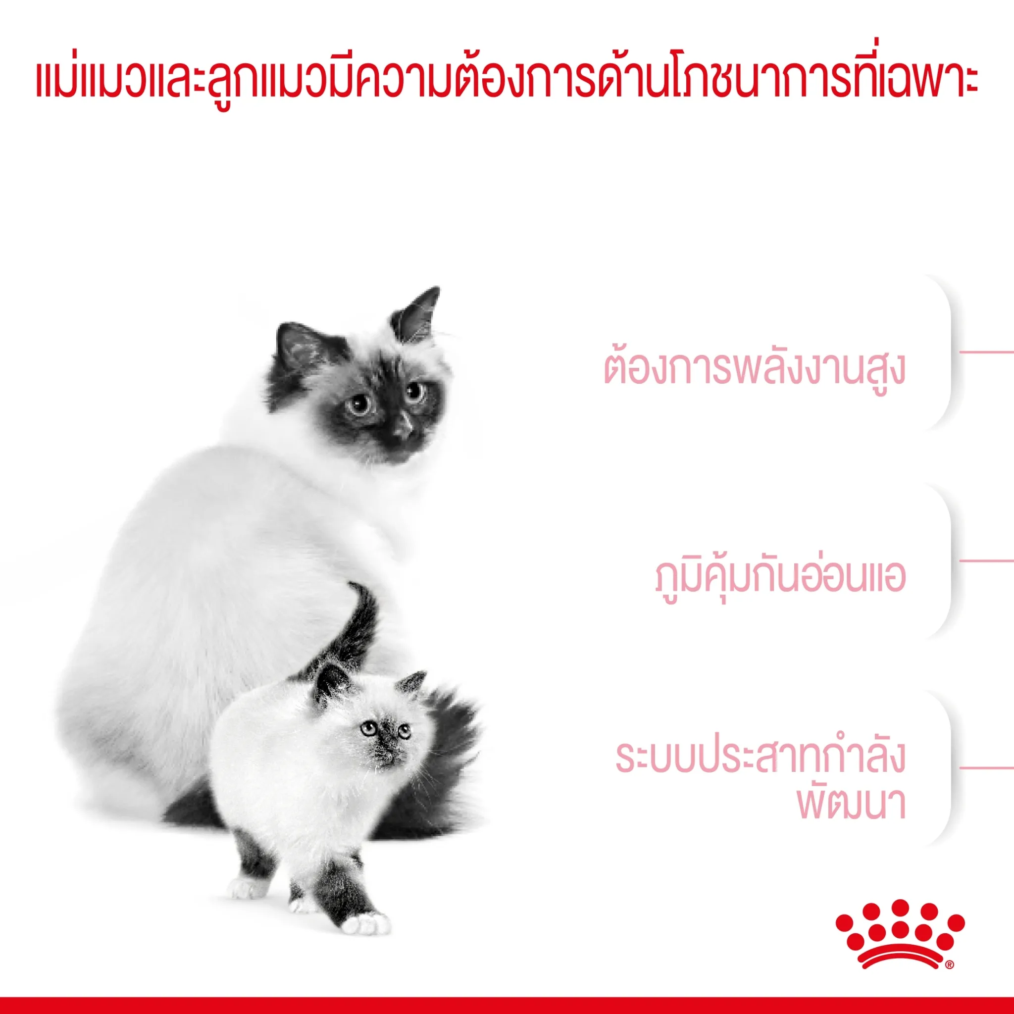 ROYAL CANIN MOTHER & BABYCAT อาหารเม็ดสำหรับ แม่แมวและลูกแมวหย่านม ทุกสายพันธุ์