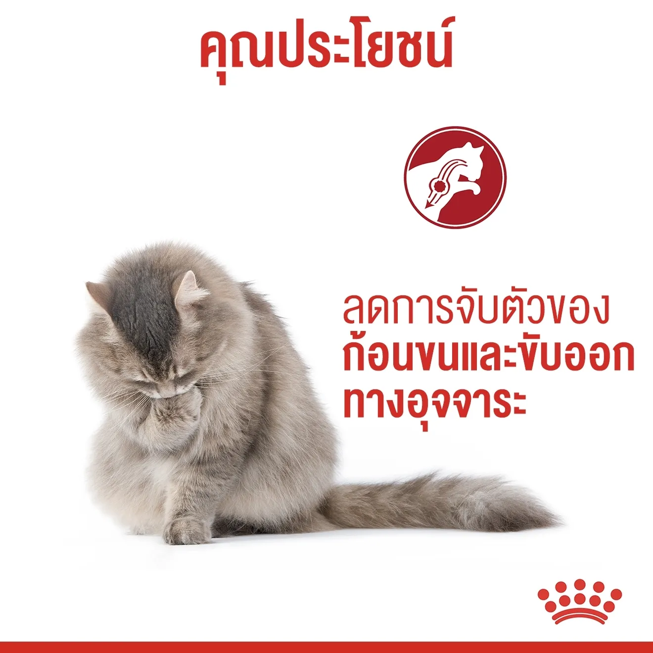 ROYAL CANIN Hairball Care อาหารเม็ดสำหรับแมวโตทุกสายพันธุ์ สูตรกำจัดก้อนขน