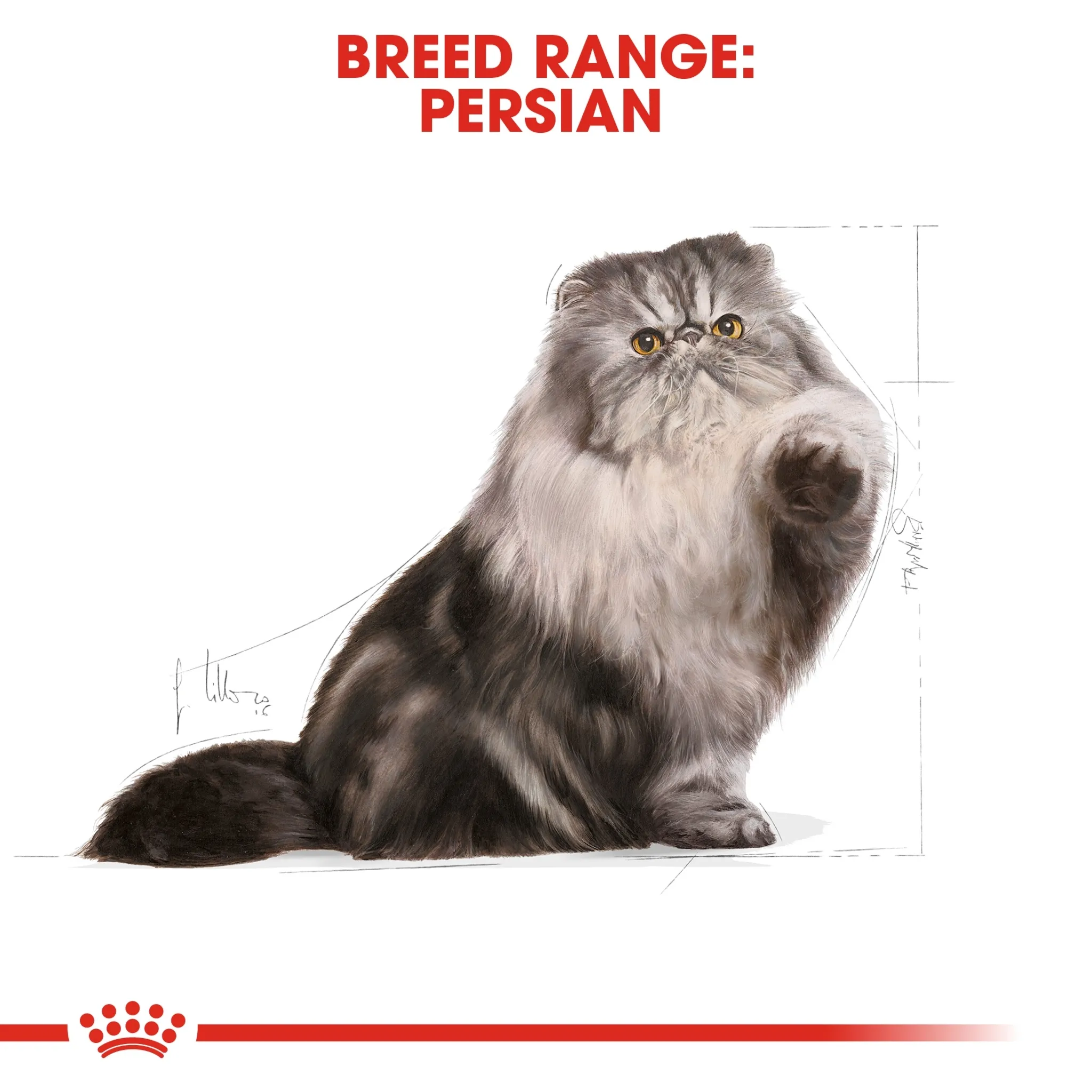 ROYAL CANIN Persian Adult อาหารเม็ดสำหรับแมวโต สายพันธุ์เปอร์เซีย