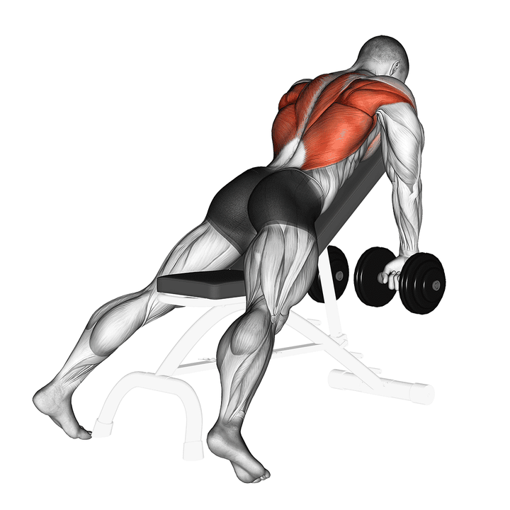 Demonstration of the dumbbell incline row