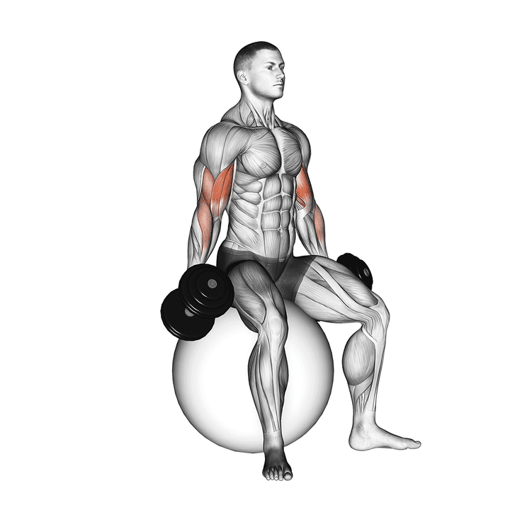 Demonstration of the dumbbell seated biceps curl (on stability ball)