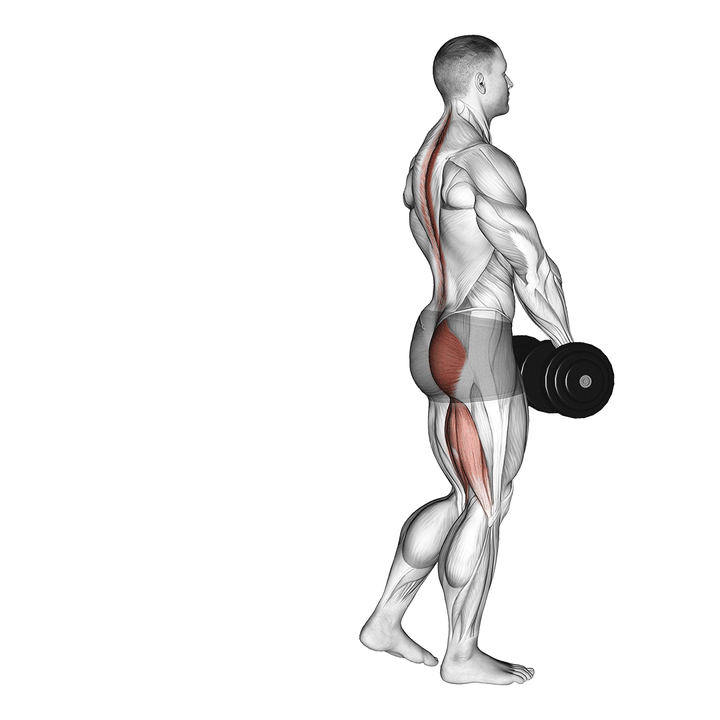 Demonstration of the dumbbell single leg deadlift