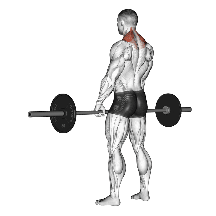 Demonstration of the barbell shrug