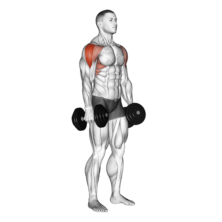 Demonstration of the dumbbell lateral raise targeted