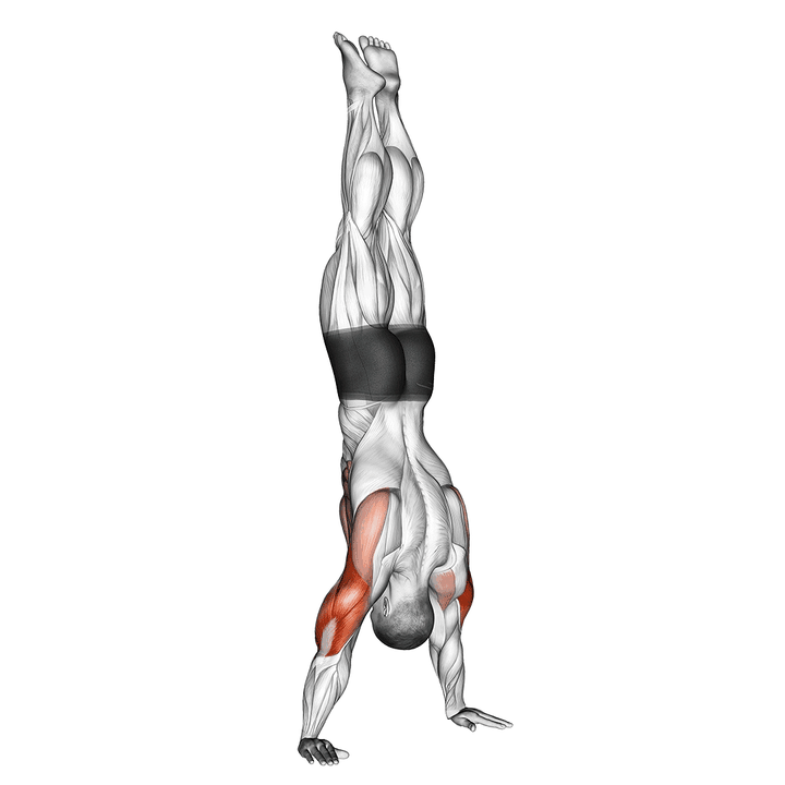 Demonstration of the handstand push-up