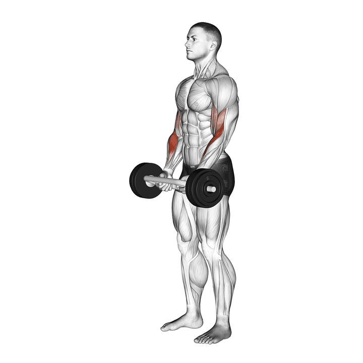 Demonstration of the olympic barbell hammer curl
