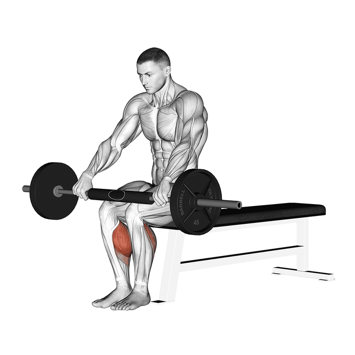 Demonstration of the barbell seated calf raise