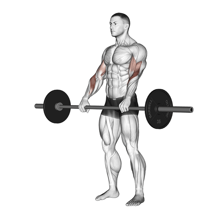 Demonstration of the barbell reverse curl