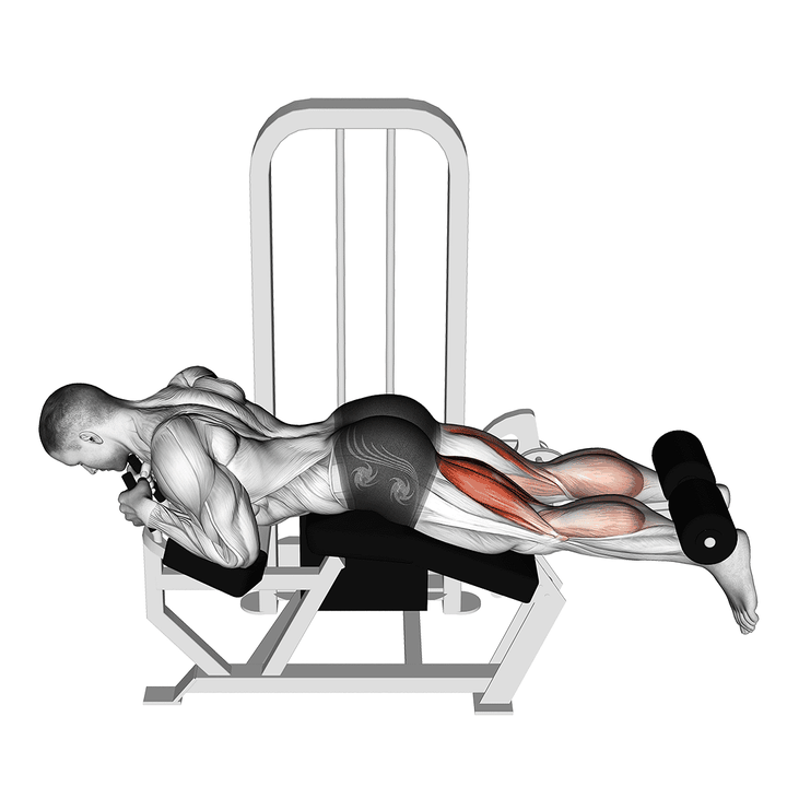 Demonstration of the lying leg curl