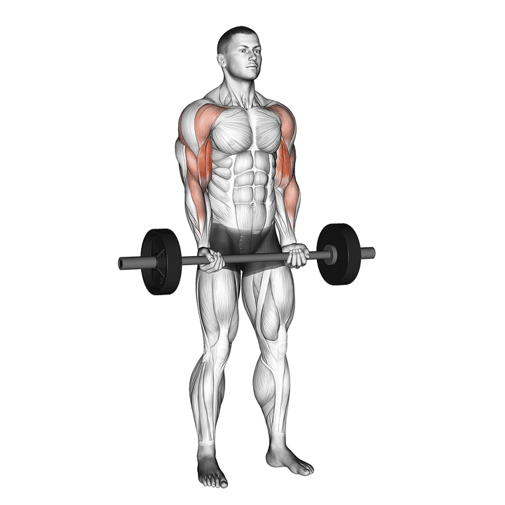 Demonstration of the barbell drag curl