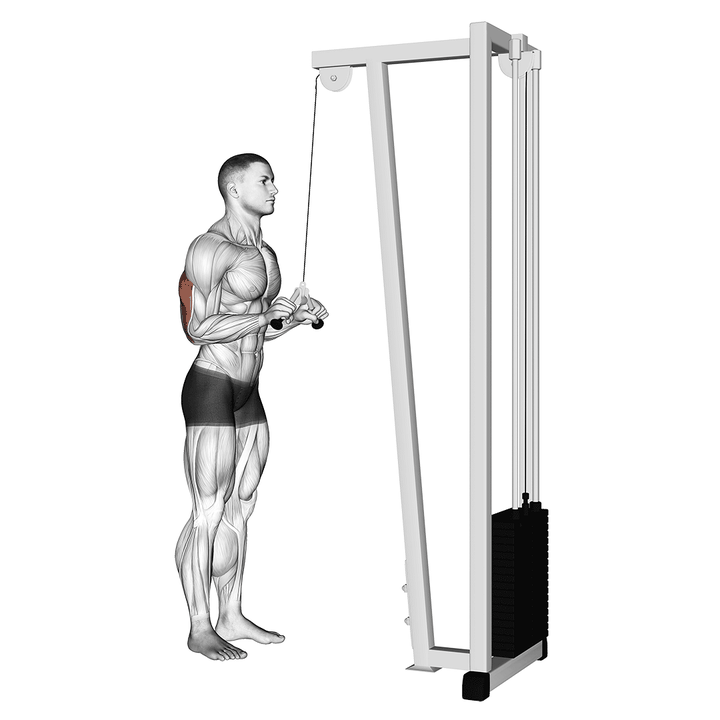Demonstration of the cable triceps pushdown (v-bar)