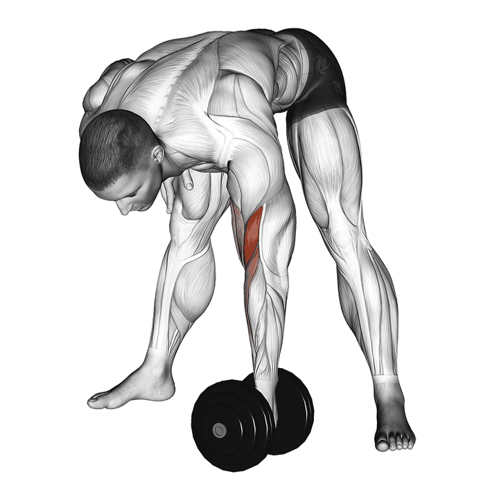 Demonstration of the dumbbell standing concentration curl